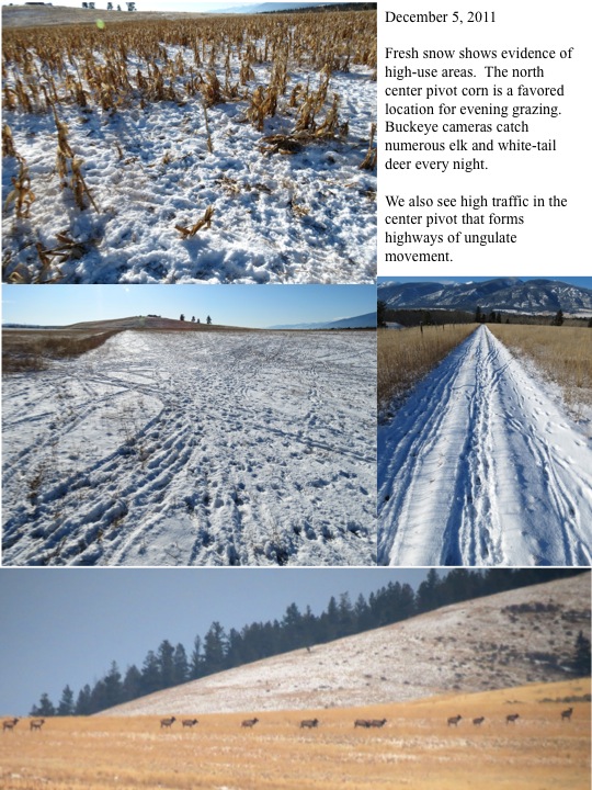 120911 Elk Monitoring Update MPG Ranch